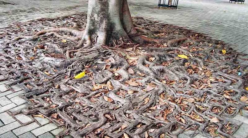 raízes maçonaria