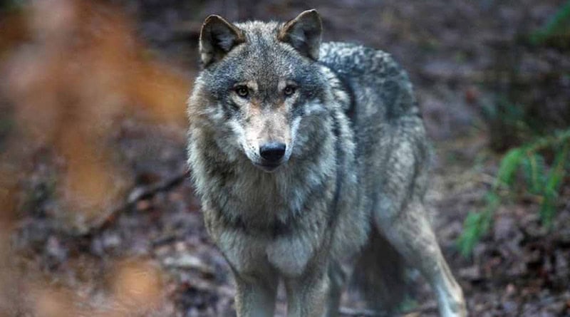 lobos