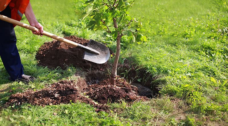 plantando árvores