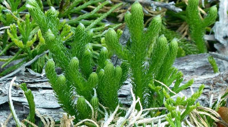 Licopódio vulgar (Lycopodium clavatum)
